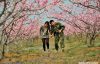 那时桃花开