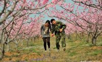 那时桃花开